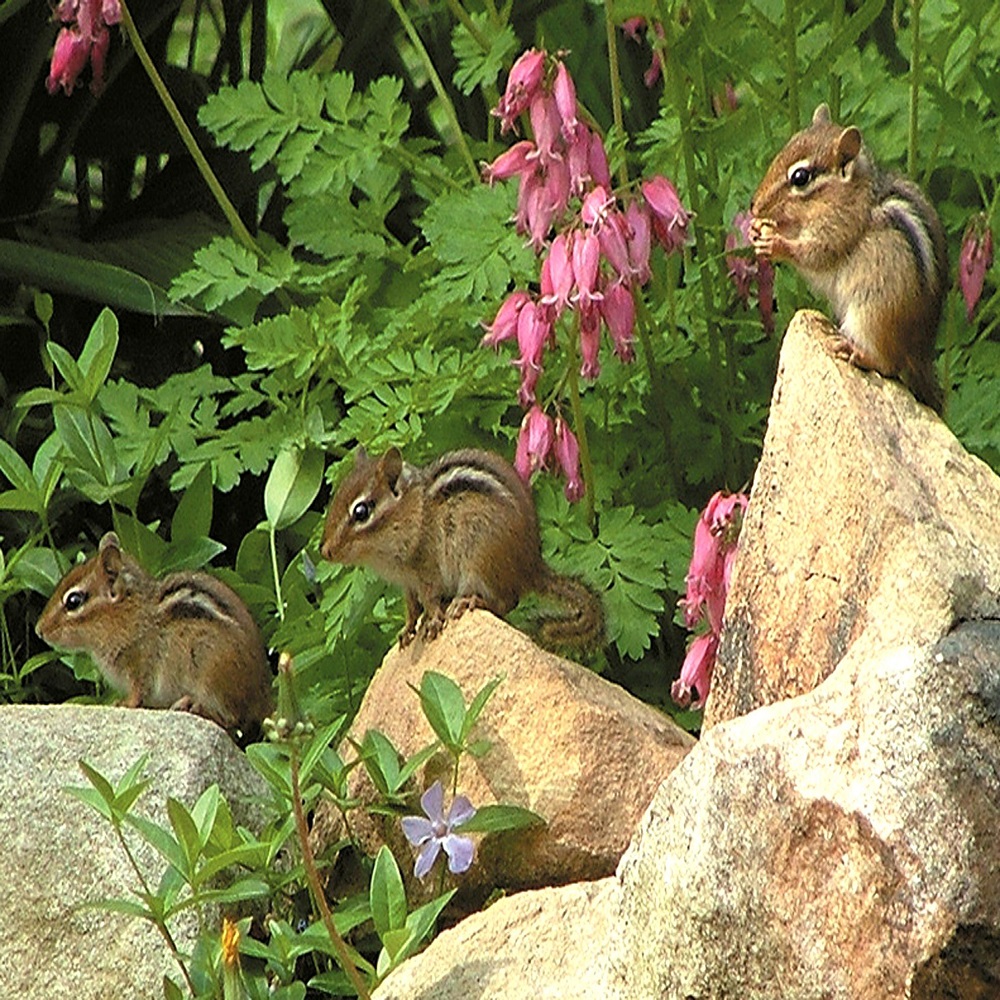 why do chipmunks dig in flower pots