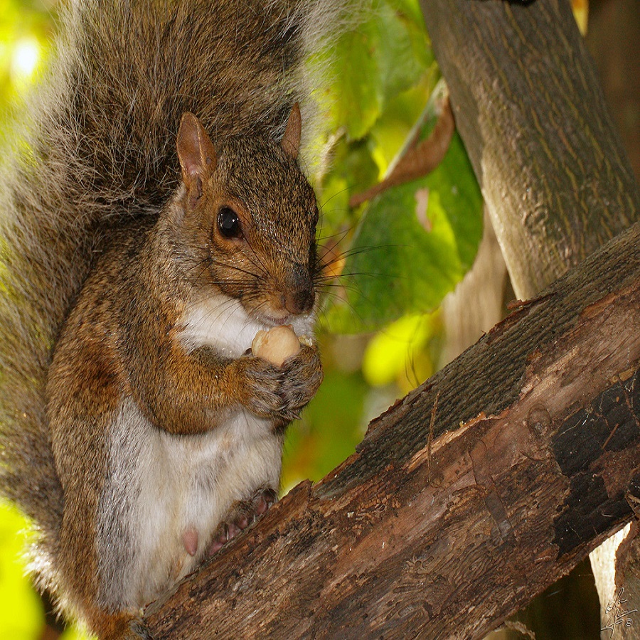 what animal digs in flower pots overnight