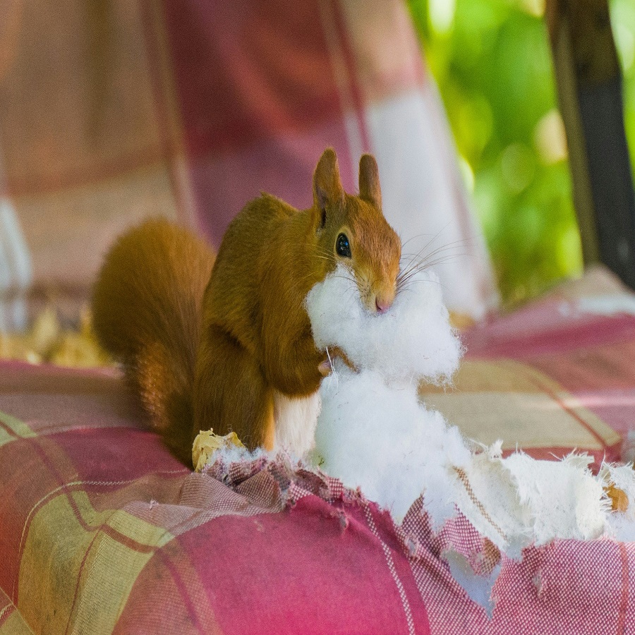 how to keep squirrels out of my flower pots