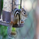 Why Chipmunks Choose Your Flower Pots: Insights and Solutions