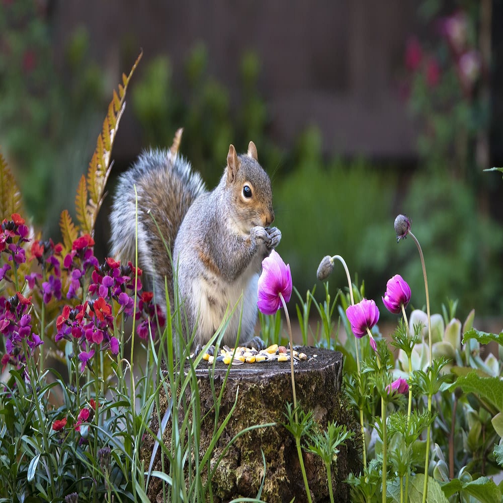 home remedies to keep squirrels out of flower pots