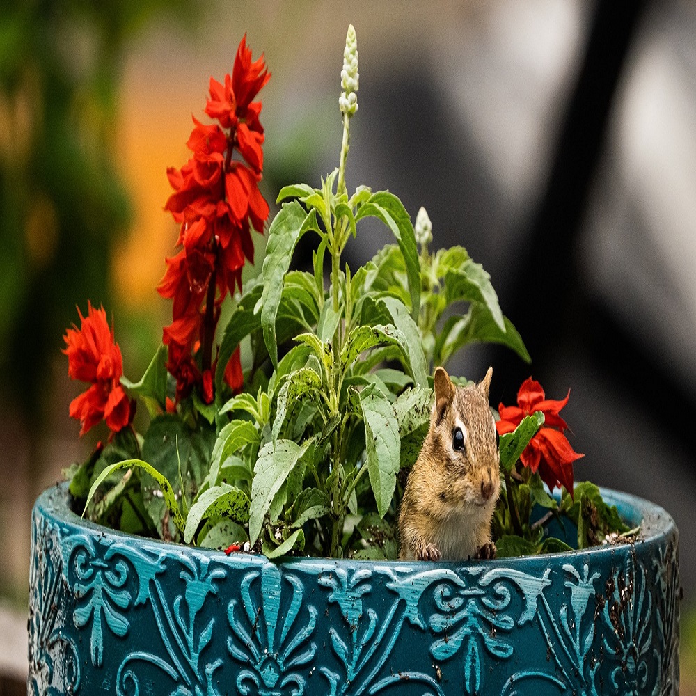 how can i keep squirrels out of my flower pots