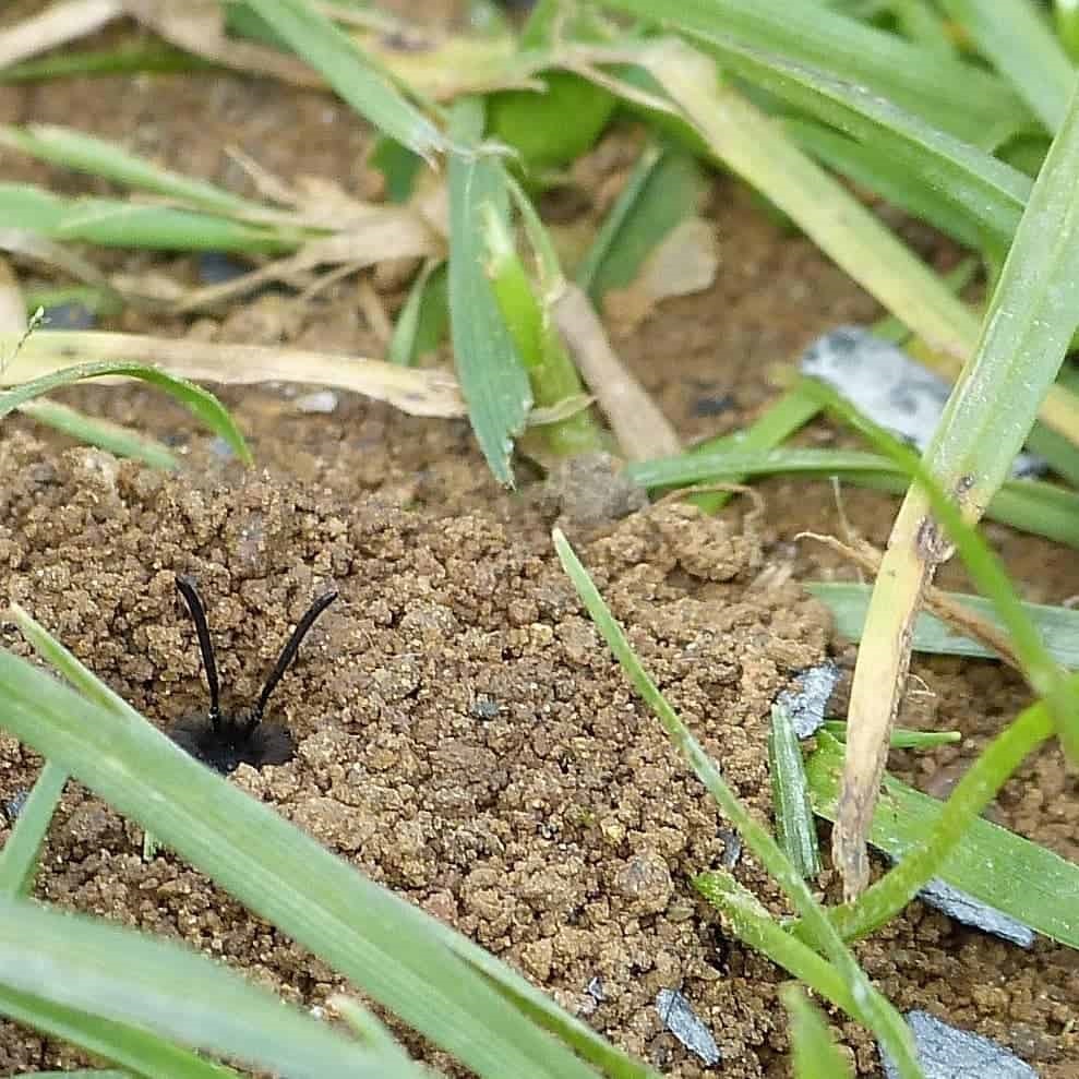 what animal digs in flower pots overnight