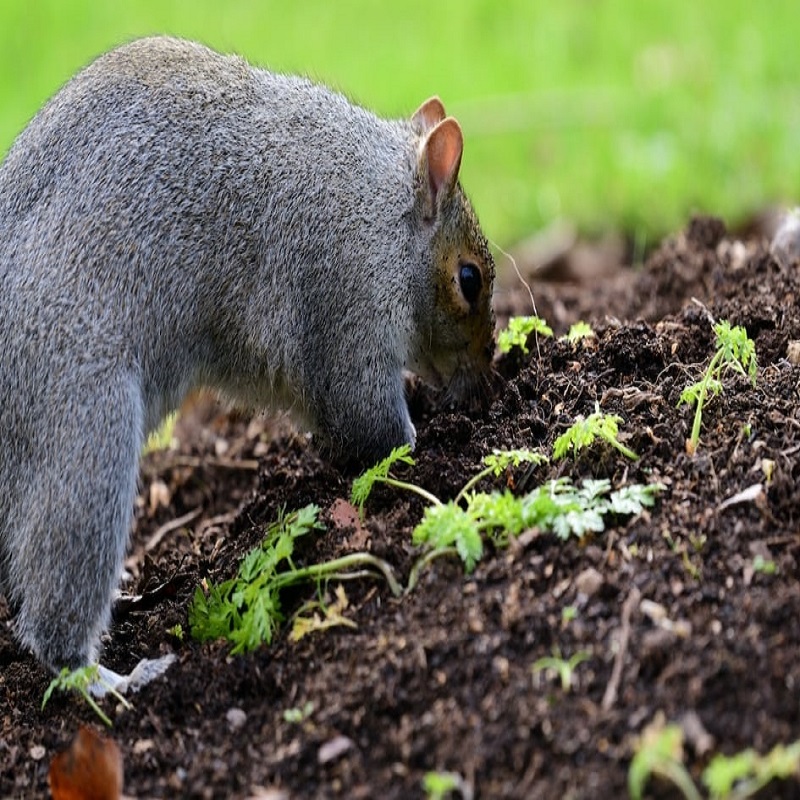 how to keep squirrels out of my flower pots