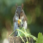 Safeguard Your Blooms from Squirrel Chaos