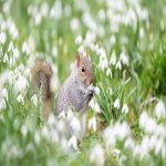 Squirrel Deterrence: Effective Flower Pots Strategies