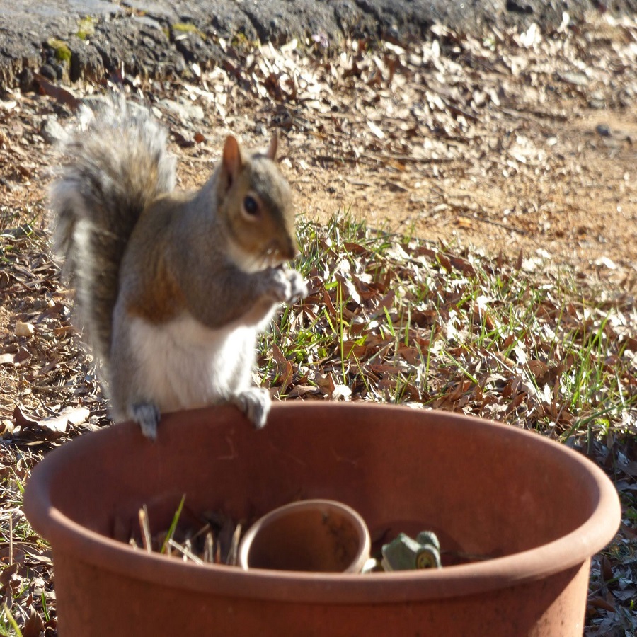 keep chipmunks out of flower pots