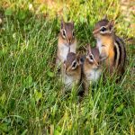 Effective Chipmunk Deterrents for Garden Pots