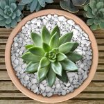 Guide: Revamp Your Space with Stone-Decorated Flower Pots