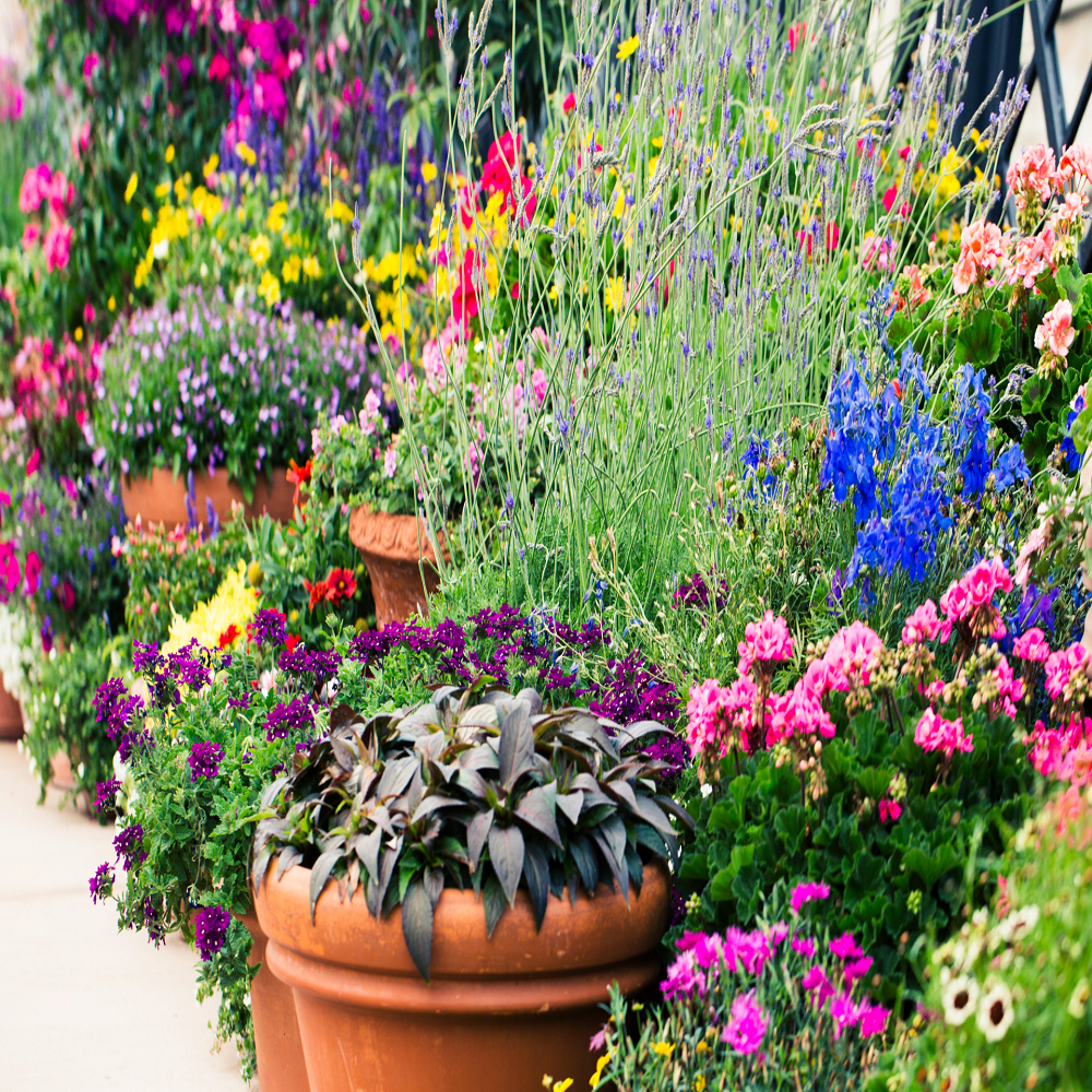 annuals flower pots