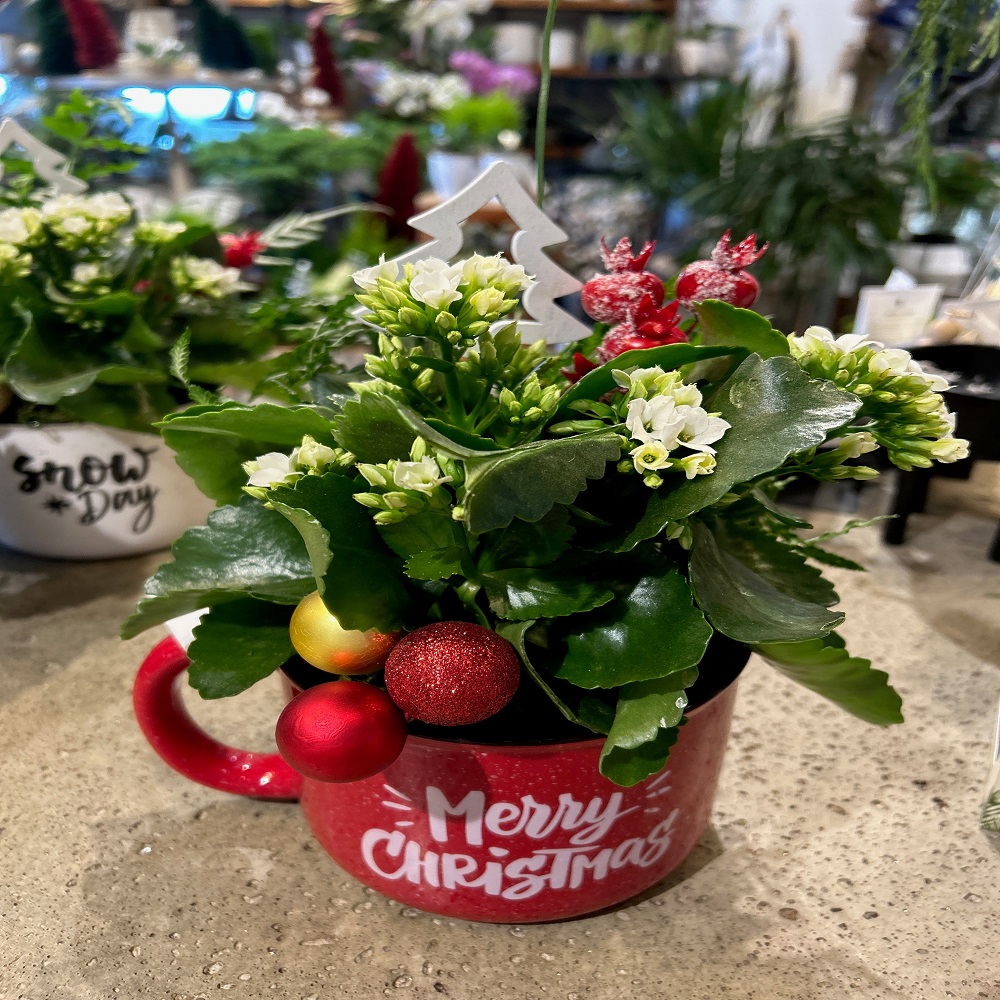 Flower Pots For Christmas