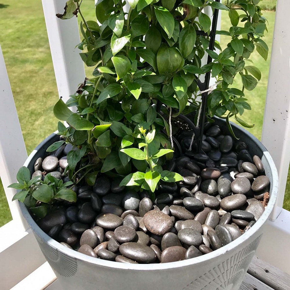 decorating flower pots with stones