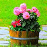 Dog-Proof Your Flower Pots: Garden Effective Strategies