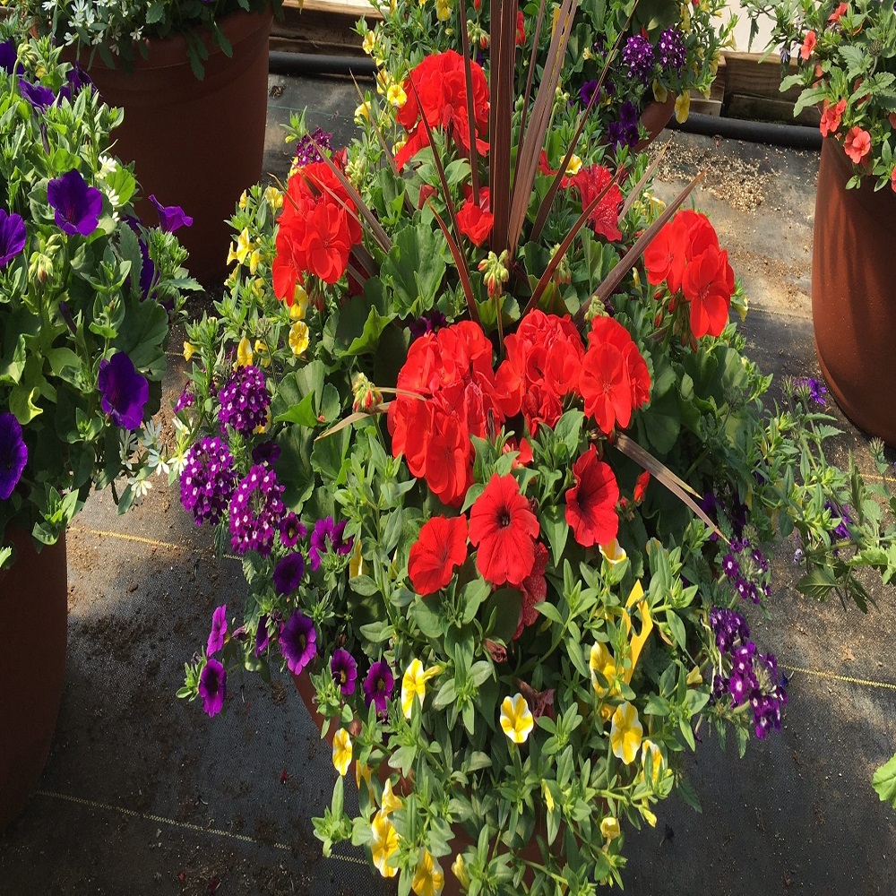 annuals flower pots